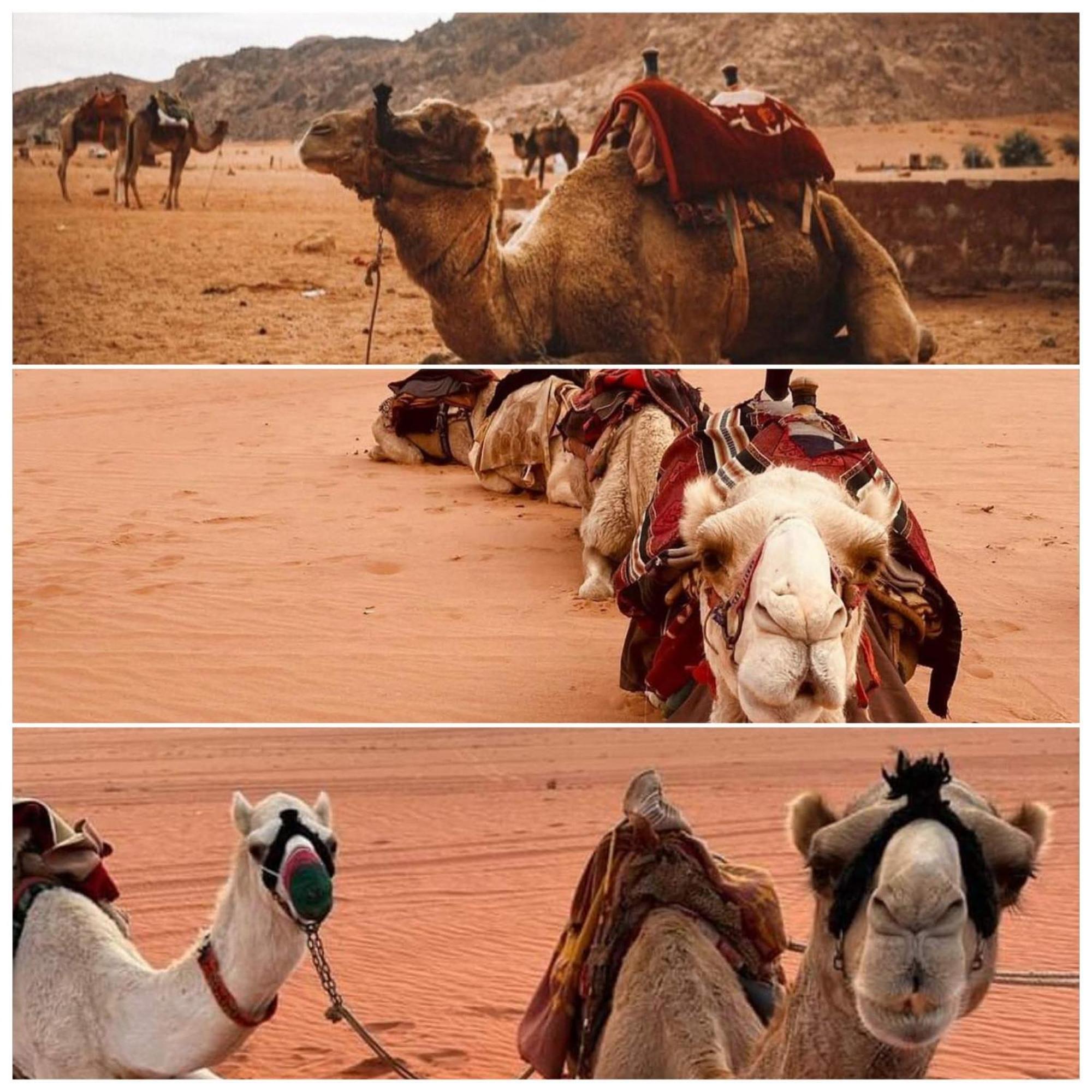 Wadi Rum Rozana Camp Exterior foto